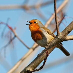 Google adds its voice model Chirp 3 to its Vertex AI platform