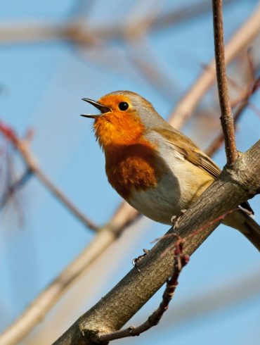 Google adds its voice model Chirp 3 to its Vertex AI platform