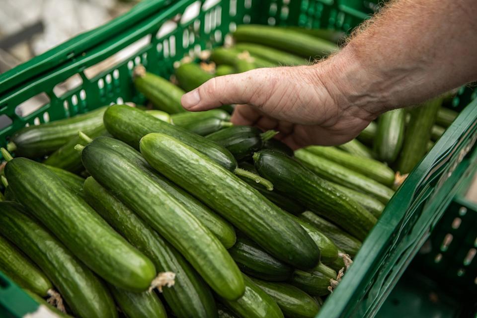 Salmonella Outbreak Linked to Recalled Cucumbers Sparks Hospitalizations Across 18 States and Cruise Ships