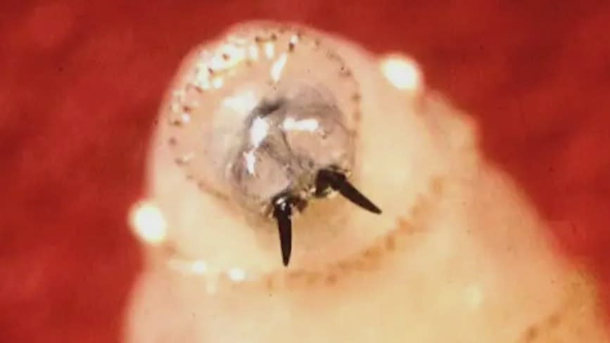 Screwworm Resurgence Threatens U.S. as USDA Battles to Hold Failing Biological Line in Mexico