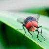 Screwworm Resurgence Threatens U.S. as USDA Battles to Hold Failing Biological Line in Mexico