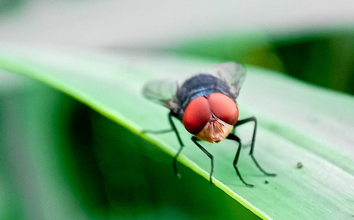 Screwworm Resurgence Threatens U.S. as USDA Battles to Hold Failing Biological Line in Mexico