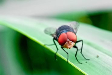 Screwworm Resurgence Threatens U.S. as USDA Battles to Hold Failing Biological Line in Mexico