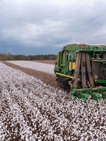Trade Deadlock with China Pushes U.S. Soybean Farmers Toward Steep Export Decline