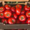 FDA Issues Class I Recall for Tomatoes in Three States Over Salmonella Contamination Risk