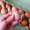 Salmonella Outbreak Linked to August Egg Company Triggers Recall of 1.7 Million Dozen Eggs