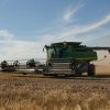 Wheat Farmers Abandon Fields as Global Glut and Low Prices Crush Profit Margins
